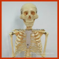 85cm Human Anatomy Skeleton Model for Education